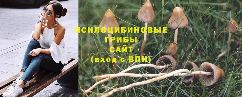 Псилоцибиновые грибы MAGIC MUSHROOMS  Камень-на-Оби 